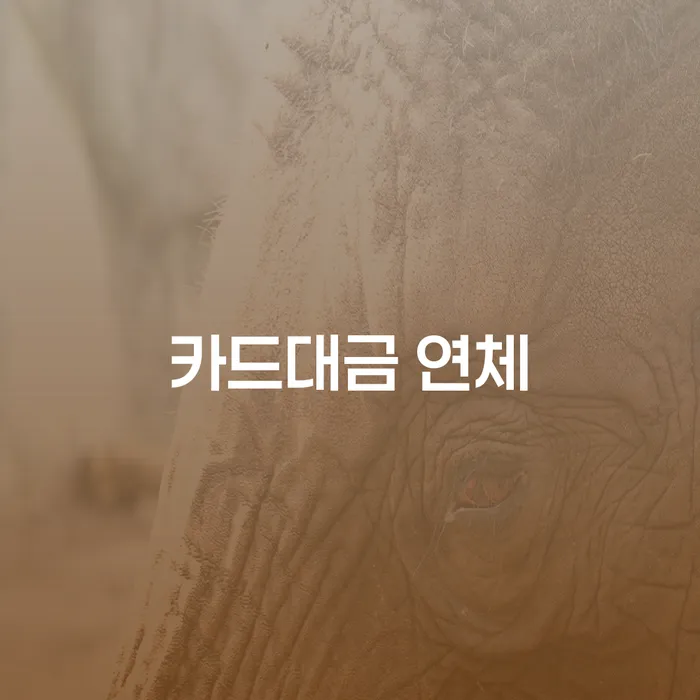 다중채무자 연체 시 추심 대응법 추천하는 변호사